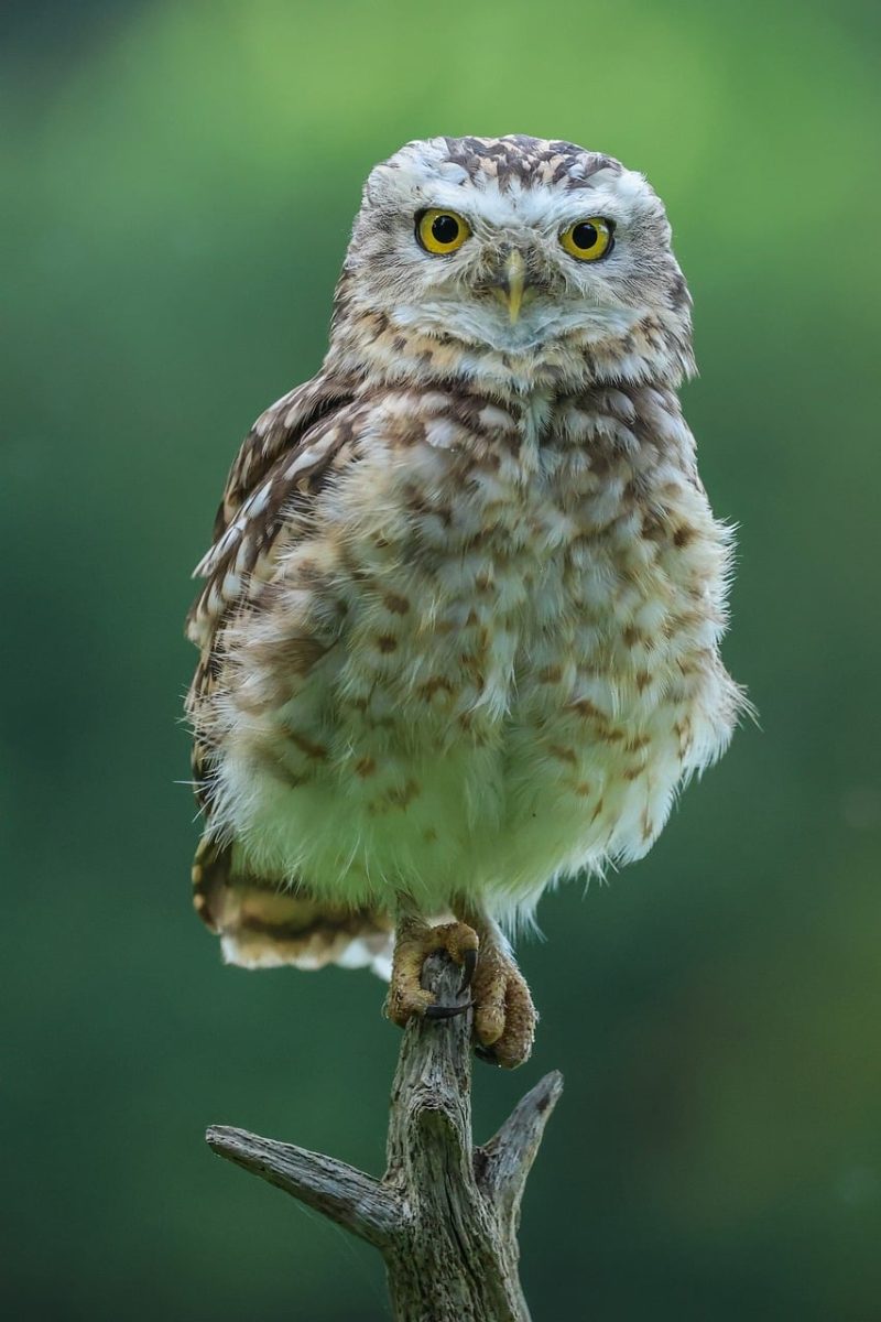 owl, nature, raptor, feathers, environment, portrait, sharp eyes, wild animal, branch, natural habitat, outdoors, wild, solitude, twilight, beak, standing, face, golden eyes