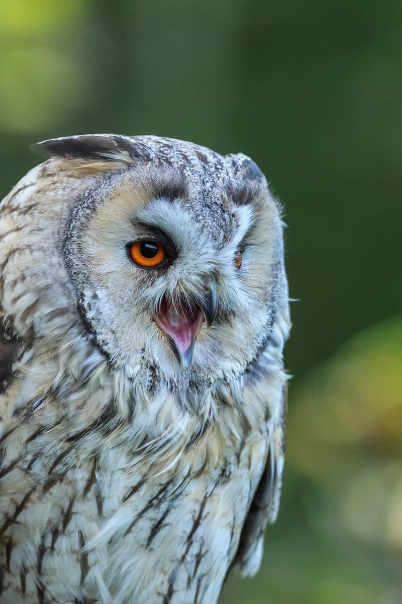 owl, nature, animal, bird of prey, feather, prey, forest, yellow eyes, bird sound, wing, ornithology, camouflage, wild, aviform, hunter, nest, bird, beak, heavenly, light