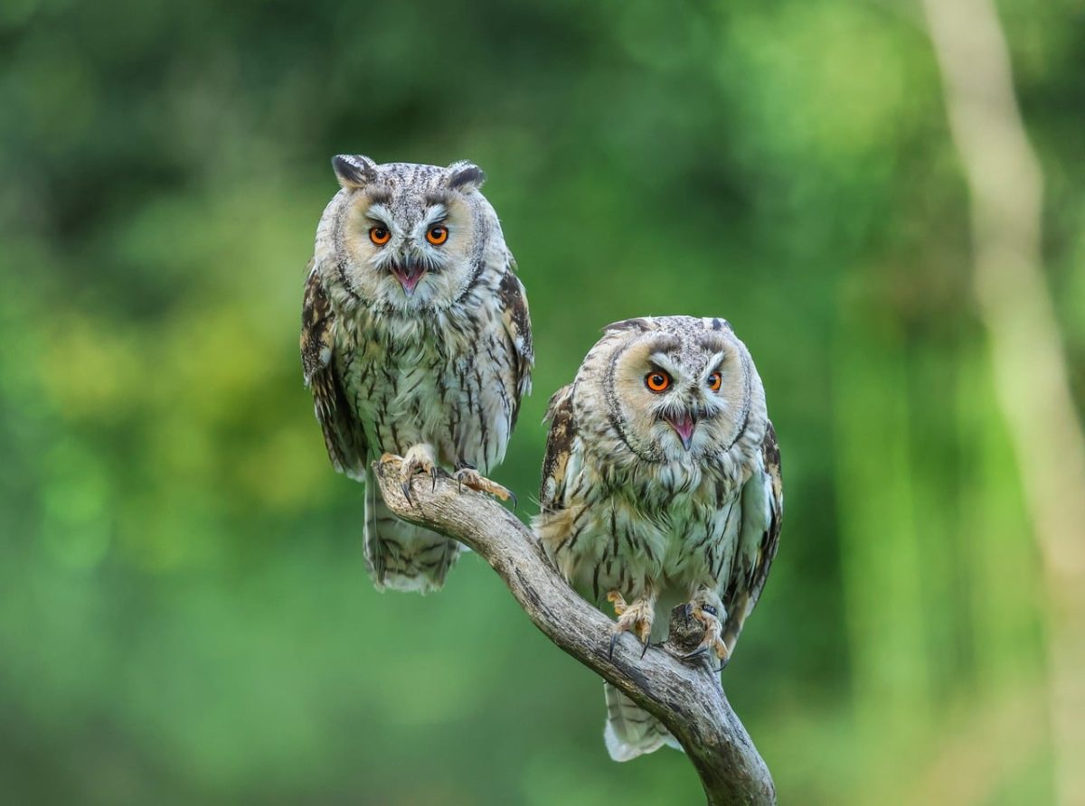 owls, nature, birds, eyes, branch, wilderness, camouflage, feathers, daylight, closeup, predator, grey, orange, green background, animals, natural habitat, hunting, beautiful, stubble