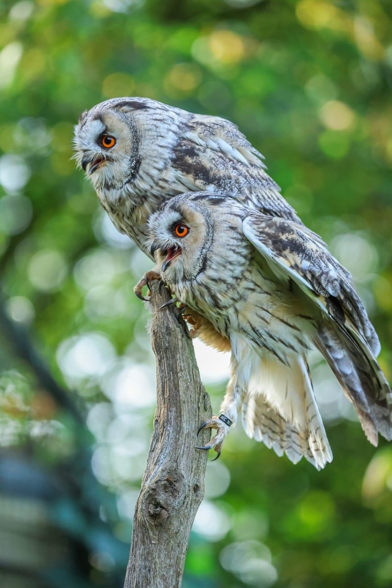 owl, nature, bird species, owl eyes, branch, animal portrait, perch, camouflage, vintage, raptor, feathers, daytime, zoo, jump, tree, wildlife, outdoor, forest, deep forest, roost, resilience