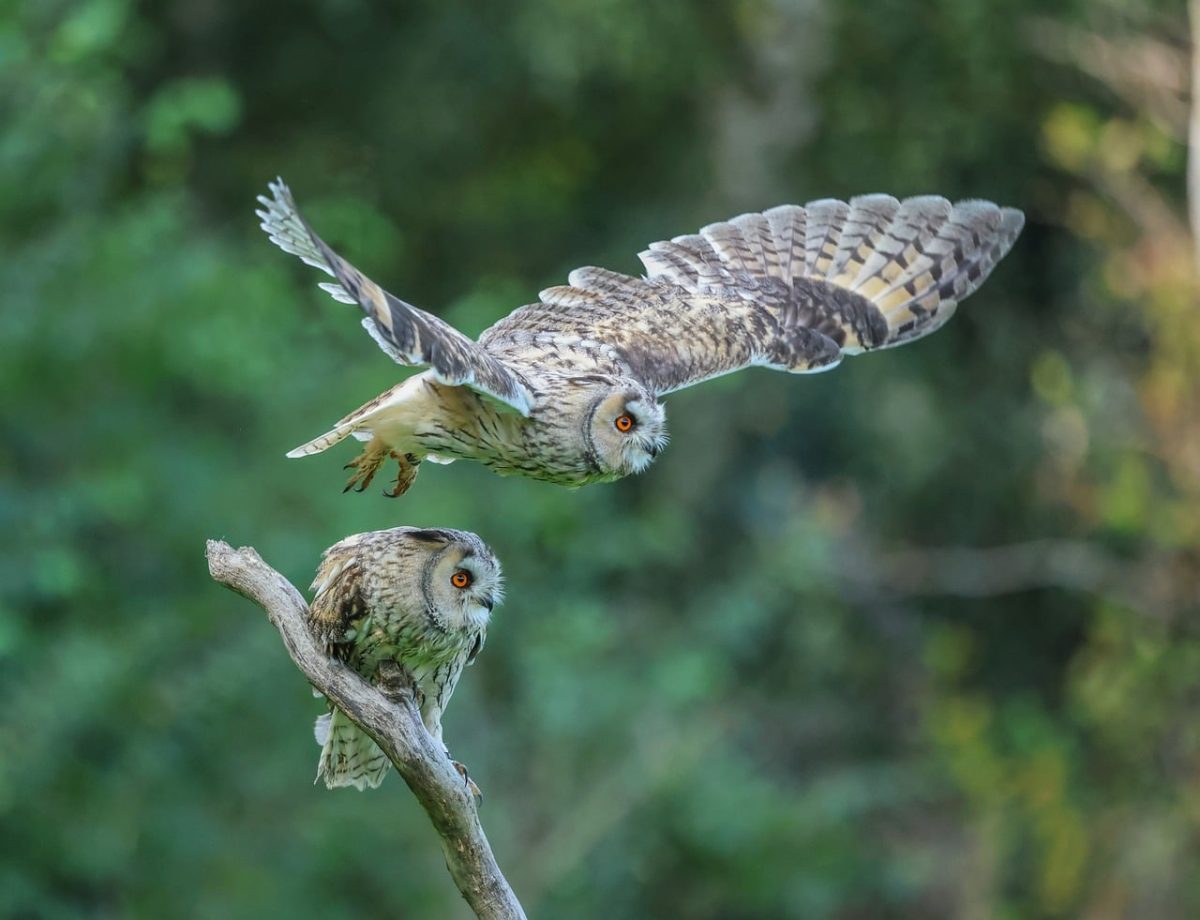 owl, forest, tree, speckled, branches, natural, long-eared owl, flight, green, feather, wildlife, animals, owls, nature, wild, ornithology, hunter, prey, motion, animal kingdom, morning