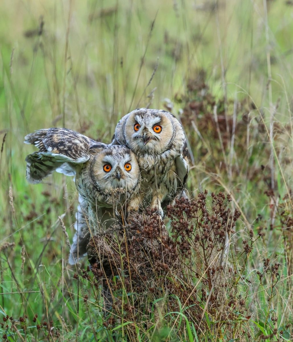 owls, wild nature, autumn, grass, camouflage, details, birds of prey, eyes, nature, two, bird, brown, orange eyes, sitting, animal, concealment, safari, ecology, hunting