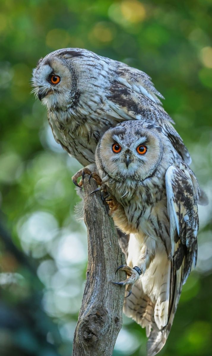 owls, forest environment, wildlife, birds, nature, on a branch, pair, dawn, eye, embodiment of wisdom, nocturnal animals, sharp gaze, round pupils, natural beauty, serene setting, nesting, camouflage, natural habitat, biology, awe, avian life