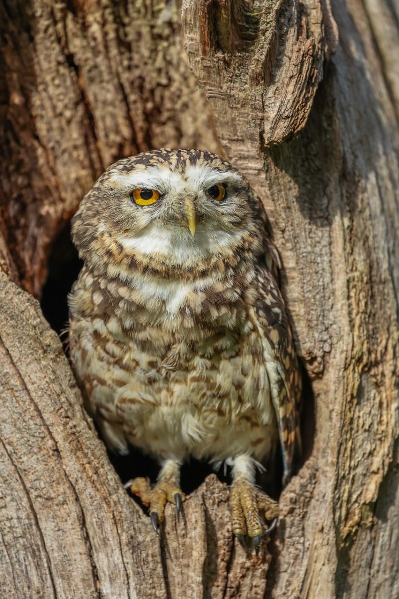 owl, nature, tree, nest, feathers, bird, bird of prey, wilderness, natural habitat, daylight, yellow eyes, tree trunk, camouflage, blending, close-up, animal, natural environment, spring nature