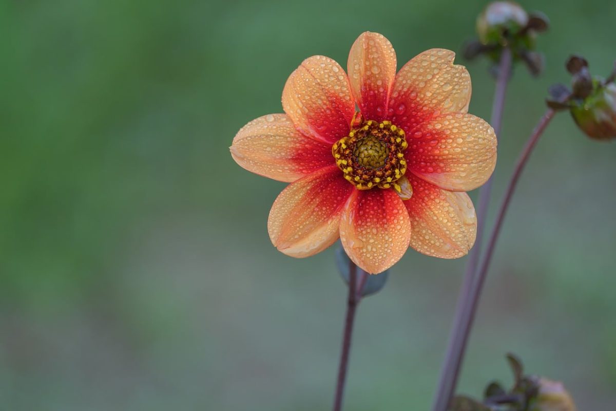 flower, dew drops, natural, macro photography, flower background, nature, orange, gardening, fresh flower, rain droplets, colorful, garden, detail, yellow, botany, outdoor, pastel colors, flower wallpaper, natural beauty, spring, texture, beautiful flowers, soft lighting
