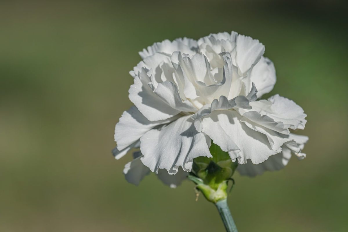 carnation, white, macro, detail, nature, flower background, flower, summer, flower wallpaper, garden, bright, simplicity, natural, beautiful flowers, close-up, artistic, blooming, simple, outdoor, decorative, harmony, outdoor scene, creativity