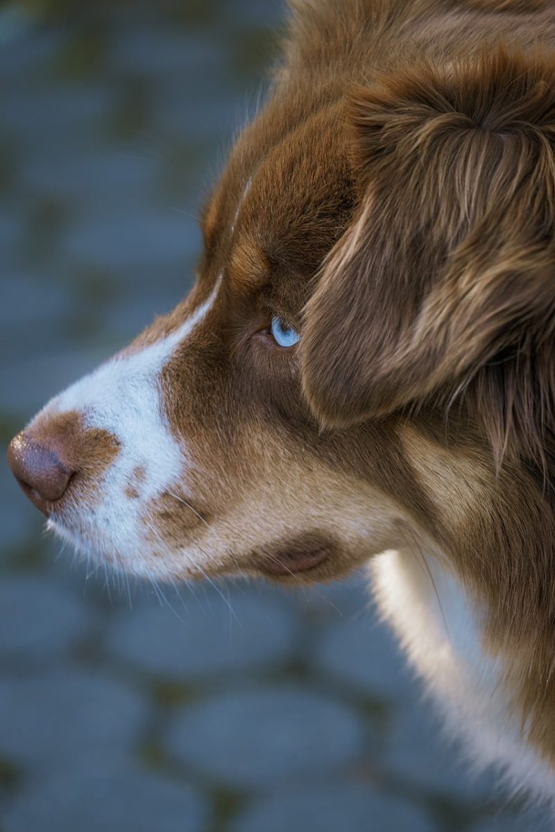 dog, blue eyes, profile, mossy fence, side view, staring gaze, furry, tortoiseshell, sidewalk, outdoor, park, pet, fluffy, tricolor, natural, puppy, walking, calm, domestic animal, passerby