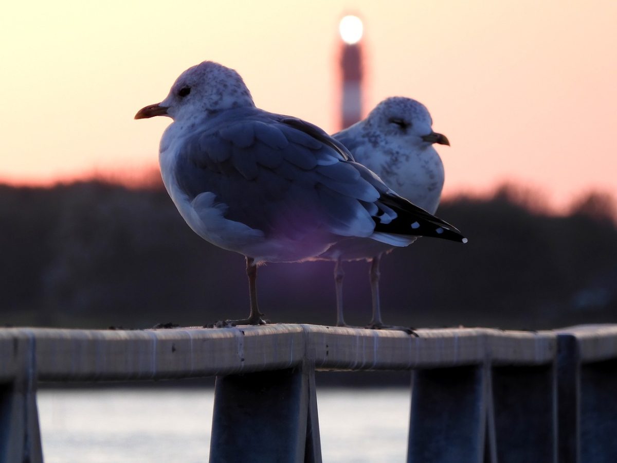 seagull, light, evening, harbor, pink sky, nature, ocean, north sea, amrum, red lighthouse, afternoon, reflection, coast, birds, orange glow, sunset, germany, calm