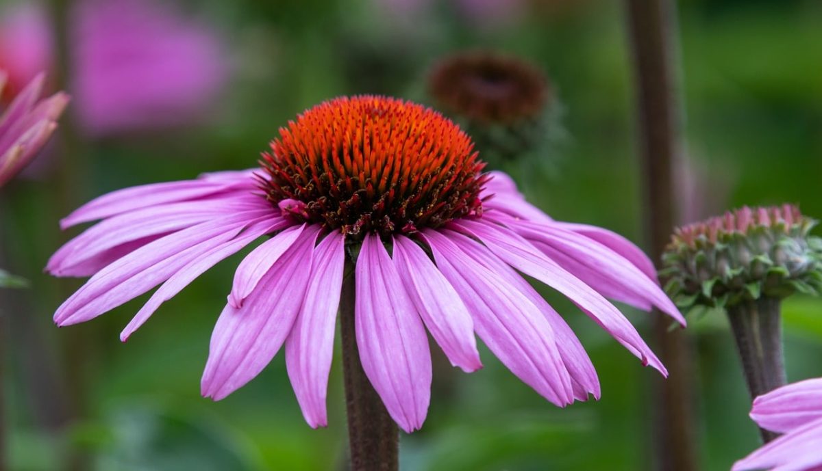 echinacea, flower, pink, flower background, garden, summer, nature, macro, medicine, detail, purple, petal, flower wallpaper, stigma, floral center, texture, medicinal plants, beautiful flowers, horticulture, bumblebee, herb, outdoor, tanning
