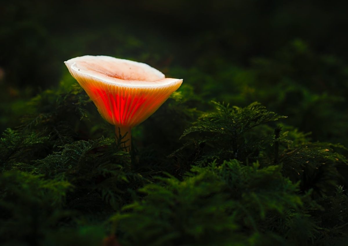 mushroom, glowing mushroom, nature, forest, fantasy, fungi, mystical, light, moss, lamp, fall, multiverse, mycology, glow, fairy tale, calm, captivating, enchanting, darkness, lampshade, mysterious