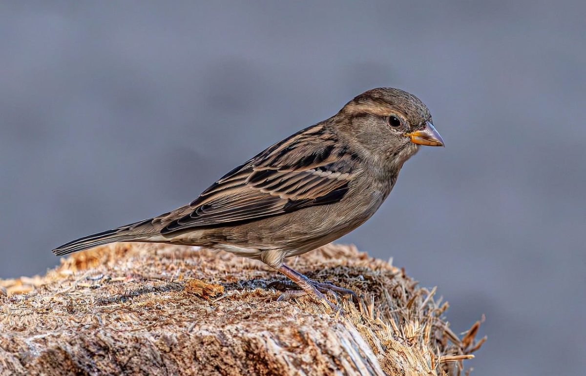 sparrow, 4k wallpaper, house sparrow, bird, animal, nature wallpaper, wildlife, 4k wallpaper 1920x1080, beautiful nature, perched, tree stump, wood, mac wallpaper, full hd wallpaper, windows wallpaper, feathers, beak, avian, beautiful wallpaper, small bird, little bird, hd wallpaper, brown bird, songbird, nature background, desktop backgrounds, cool backgrounds, free wallpaper, laptop wallpaper, close up, profile, wallpaper hd, wild animal, free background, wallpaper 4k, nature, wallpaper