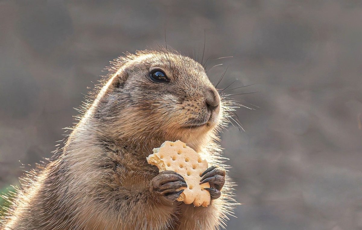 prairie dog, cool backgrounds, windows wallpaper, rodent, wallpaper 4k, free wallpaper, animal, beautiful wallpaper, full hd wallpaper, nature wallpaper, beautiful nature, hd wallpaper, wildlife, eating, mac wallpaper, nature background, desktop backgrounds, biscuit, holding food, laptop wallpaper, free background, cute animal, ground squirrel, close up, portrait, fur, wallpaper hd, 4k wallpaper 1920x1080, whiskers, paws, funny animal, hungry, 4k wallpaper, nature, background, wallpaper
