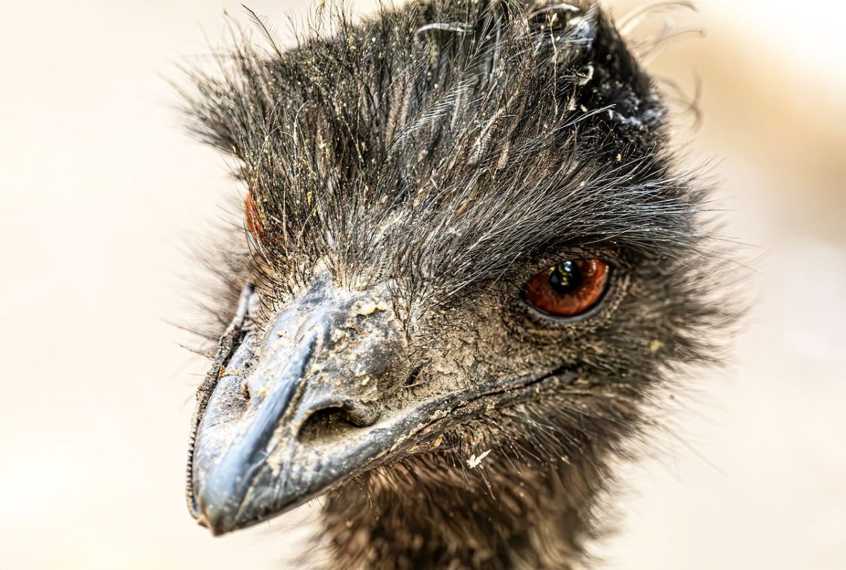 emu, mac wallpaper, free background, 4k wallpaper, bird, animal, wildlife, head, cool backgrounds, portrait, face, beak, 4k wallpaper 1920x1080, laptop wallpaper, eye, beautiful nature, wallpaper 4k, feathers, detailed, free wallpaper, beautiful wallpaper, nature wallpaper, look, full hd wallpaper, wallpaper hd, stare, big bird, windows wallpaper, nature background, hd wallpaper, flightless bird, nature, desktop backgrounds, wallpaper, sharp like a razor, australia, background
