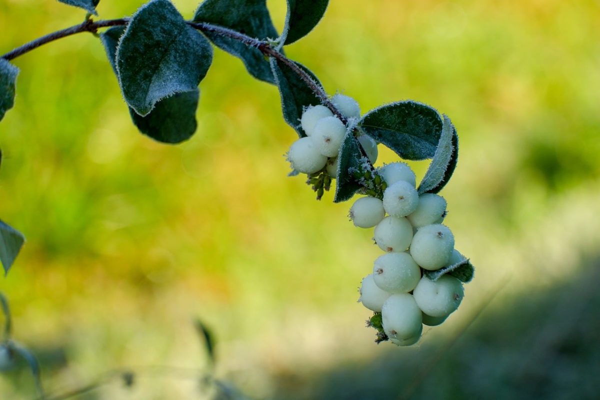 snowberry, nature, shrub, macro, white, leaf, summer, green, growth, fresh, berry, plant, branch, environment, trees, garden, soil, wild, meadow, beautiful, landscape