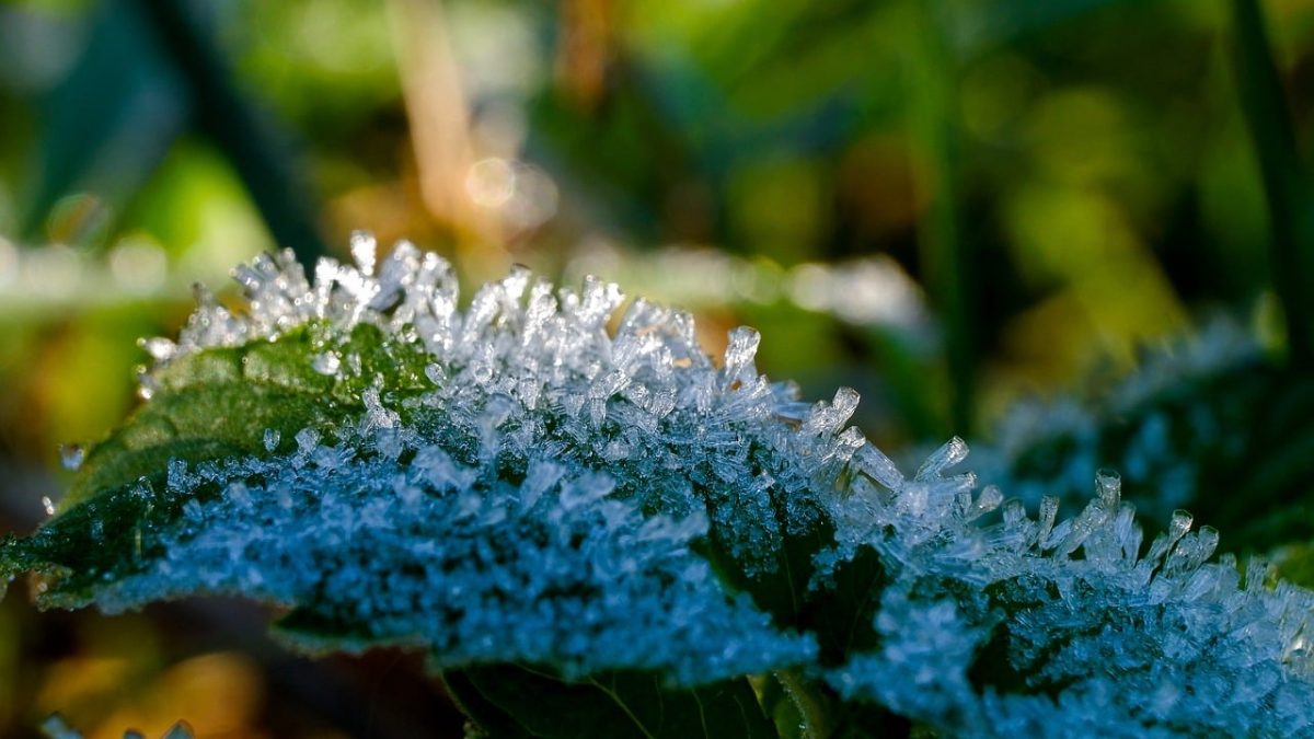 frost, green grass, ice crystals, autumn, morning, october, nature, fresh air, winter morning, dusk