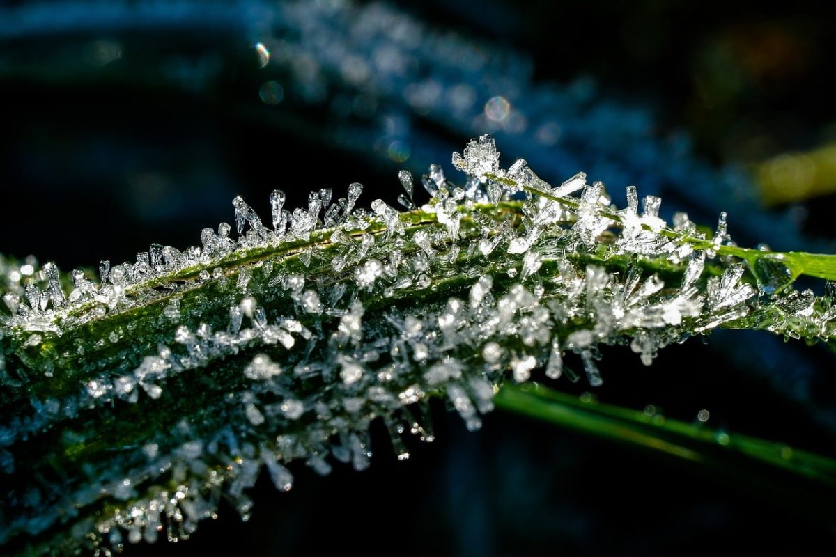 frost, autumn, grass, chill, countryside, ice, winter, nature, detail, beautiful, sparkling, glimmer, close-up, ice structure, morning, natural pattern, awe, breath, clear, crucial