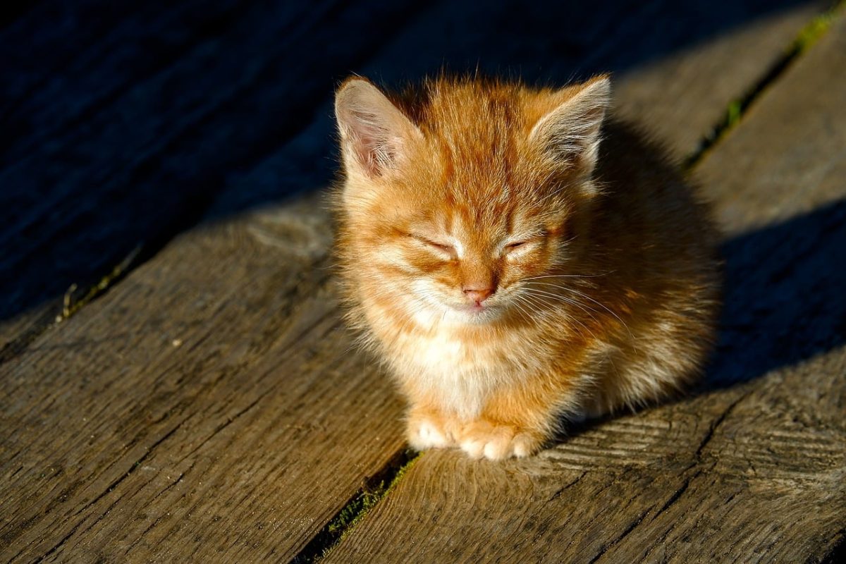kitten, ginger, sunlight, wooden floor, nature, fluffy, cat, feeding, exploring, day, calm, peace, peaceful, sleep, animal, pet, fur, cute, outdoors, baby animal