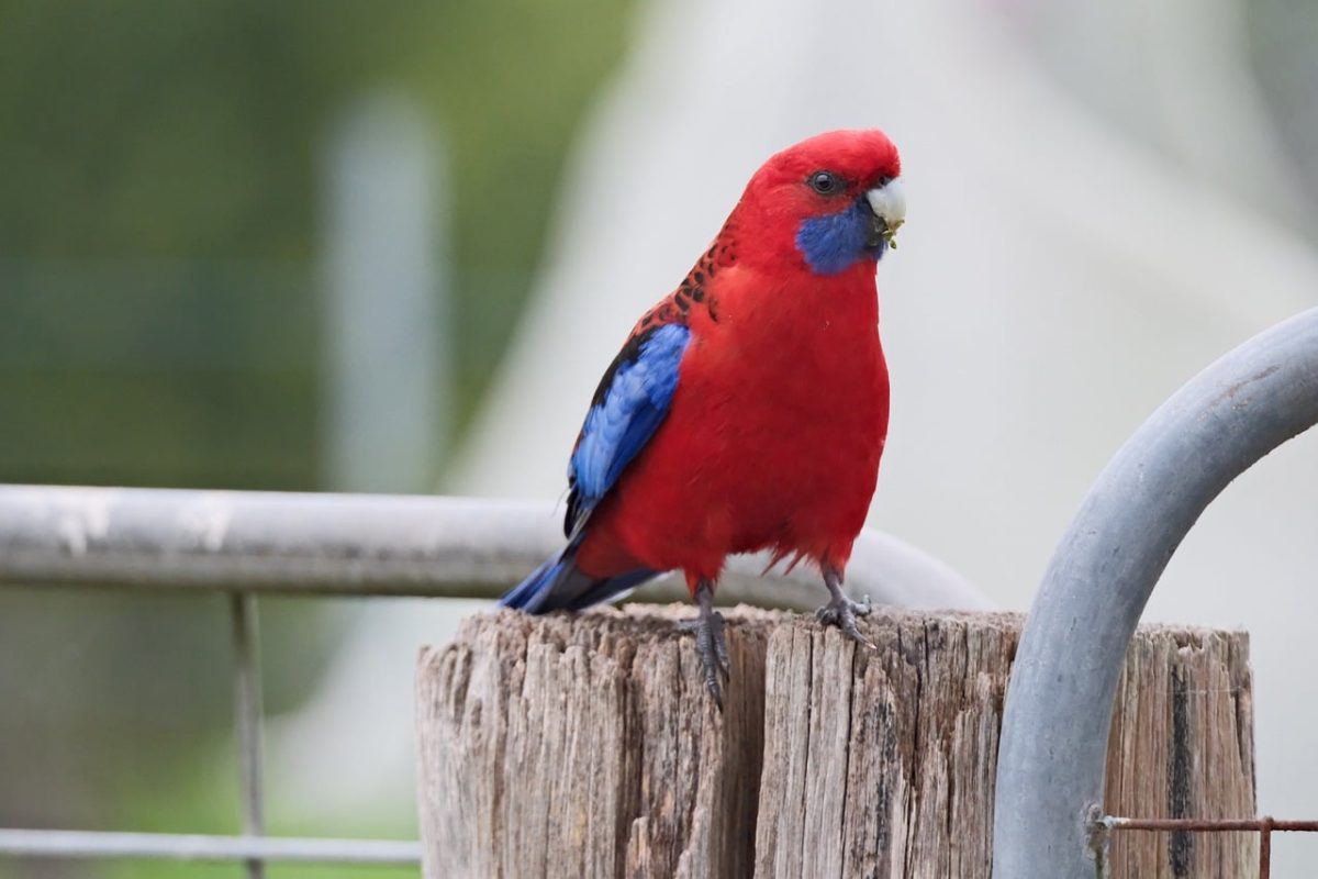 parrot, nature, red, wildlife, bird perched, blue, feathers, australian, birdwatching, crimson parrot, grey wood, bird beak, brown fence, fresh air, summer colors, ecology, crimson rosella, rosella