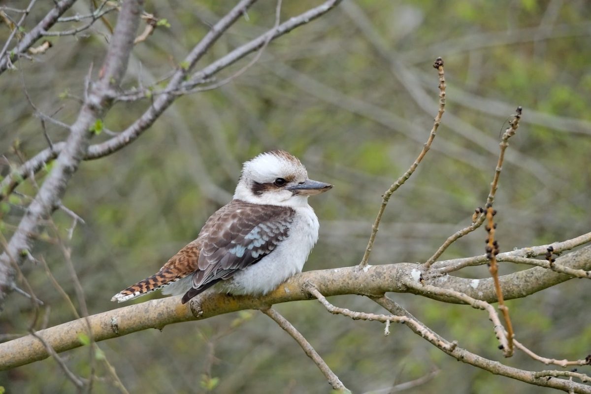 bird, kookaburra, wildlife, nature, animal, feathers, perched, avian, beak, australian, birdwatching, branch, tree, native, birdsong, on a branch, wild bird, frontal view