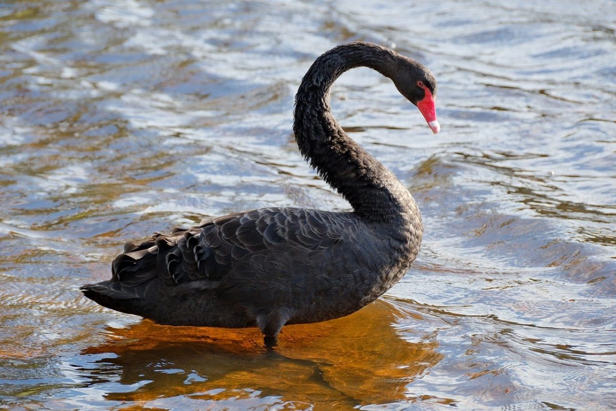 swan, black, nature, waterbird, plumage, beak, birdwatching, australia, wildlife, lake, standing, animal, water, avian, australian, coast, corridor, reflection, wild animal, serene