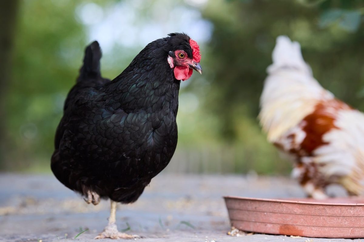 hen, black, bird, yard, agriculture, outdoor, domestic, feather, comb, animal, feeding, farmyard, one leg, balance, breed, chicken, nature, pecking, beak, farm