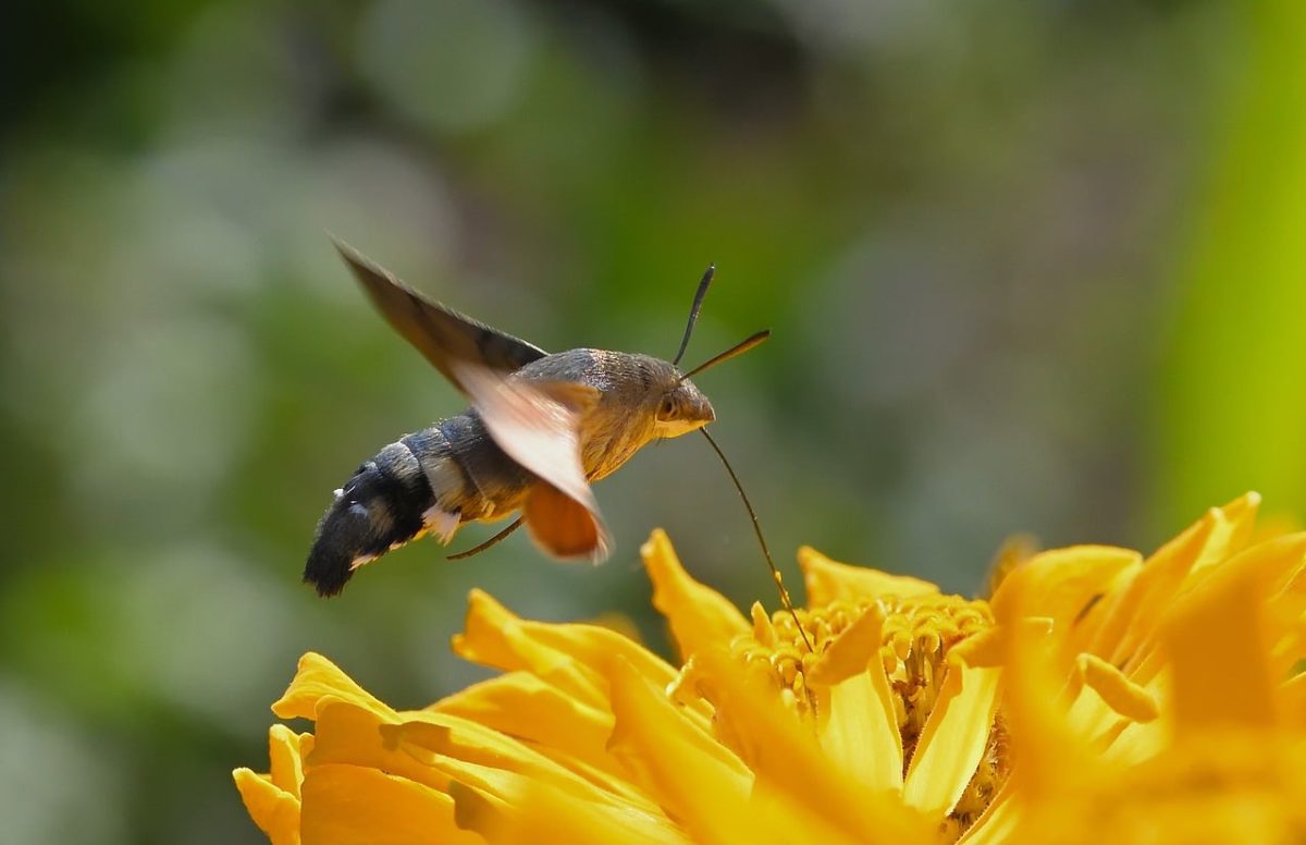 hummingbird, flower wallpaper, zinnia, flower, macro, garden, flower background, flying, colorful, nature, autumn, close-up, wings, beautiful flowers, insect, nectar, photography, focus, decorative, unique, detailed, yellow, fresh
