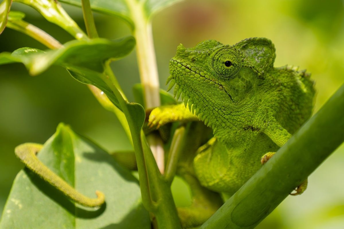 chameleon, reptile, animal, exotic, close-up, green, nature, wildlife, camouflage, habitat, branch, insect, tropical, leaf, eco-friendly, lizard, arboreal, summer, flora, biome