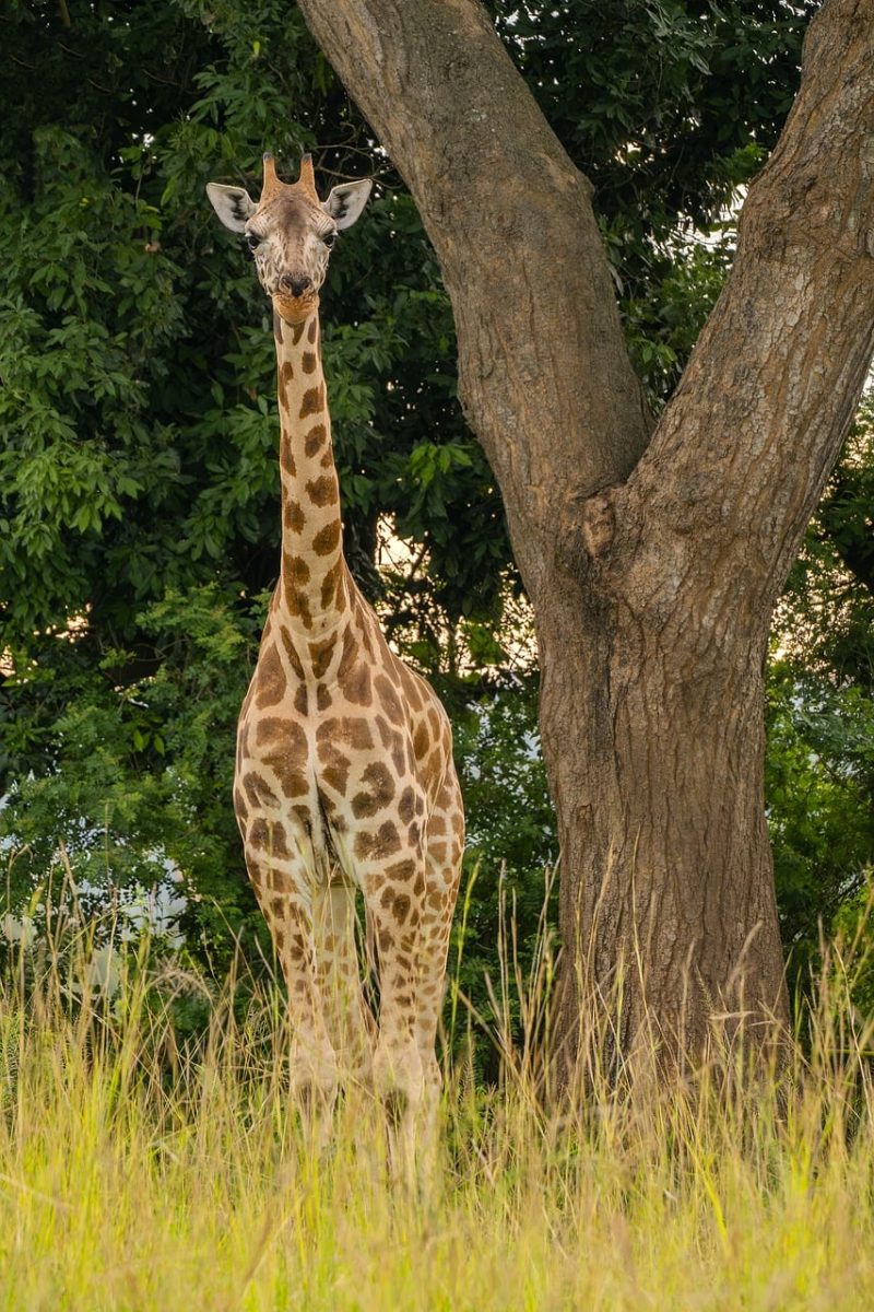 giraffe, uganda, safari, tree, grass, light, nature, wilderness, africa, fauna, animal, nature reserve, mammal, tourism, environment, wild, giraffe pattern, savanna, roots