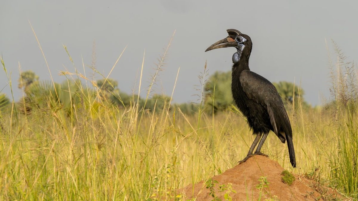 hornbill, savannah, exotic bird, wildlife, animal portrait, bird species, beak, black bird, african fauna, nature, birds of africa, wilderness, birds, beautiful birds, ecosystem, bucorvidae, open landscape, natural habitat, sunny day, ecology, horned birds