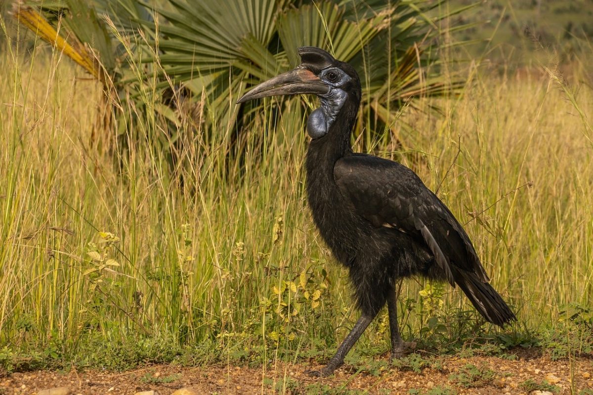 bird, beak, nature, black, abyssinian ground hornbill, animal, jungle, grass, wildlife, natural habitat, savannah, african bird, large bird, crown, drought, large beak, exotic bird, biome, camouflage, natural history, ecosystem