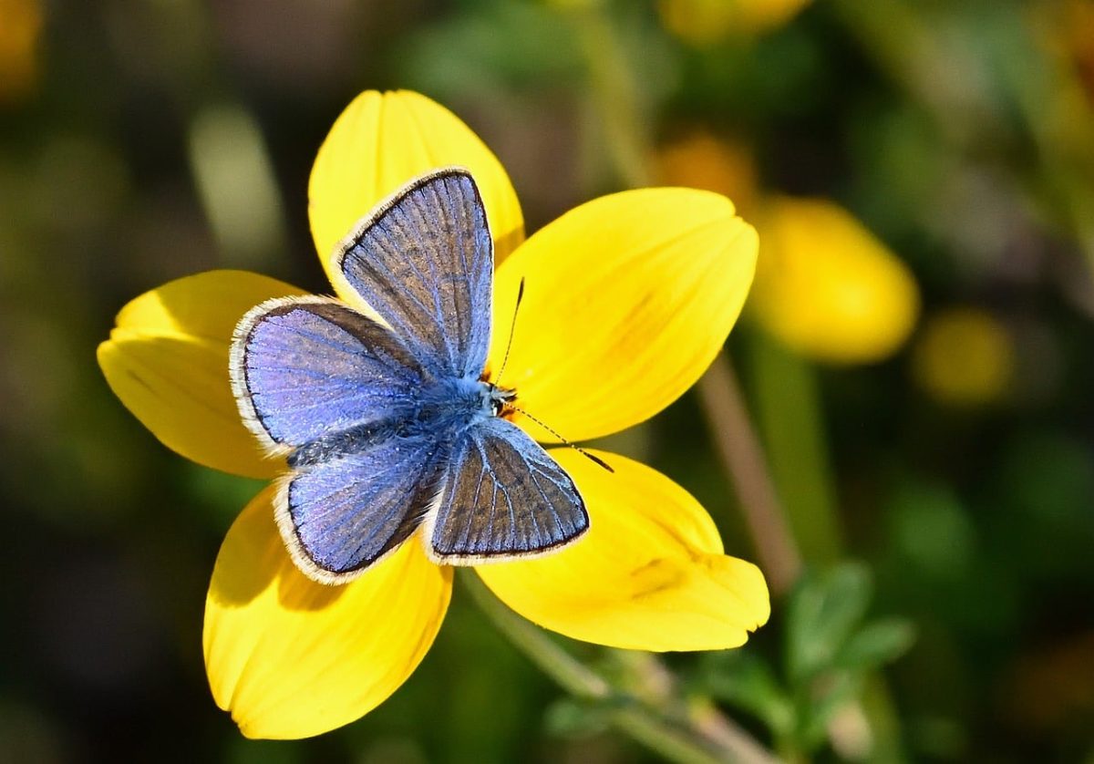 butterfly, common blue butterfly, flower, garden, autumn, macro photography, wings, nature, bee, wildflowers, yellow, blue, pollination, fragility, beauty, summery, detailed, environment, ecosystem, vibrant, zones