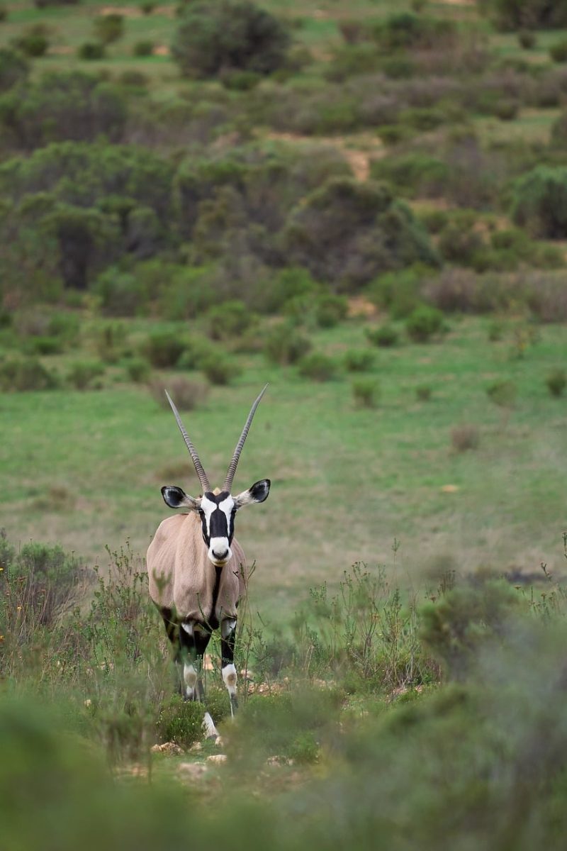 antelope, gemsbok, nature, wildlife, savanna, game, horns, bushveld, land, grass, green, ecosystem, african nature, dry, wilderness, safari, bird view, nature reserve, animal, long focal length camera