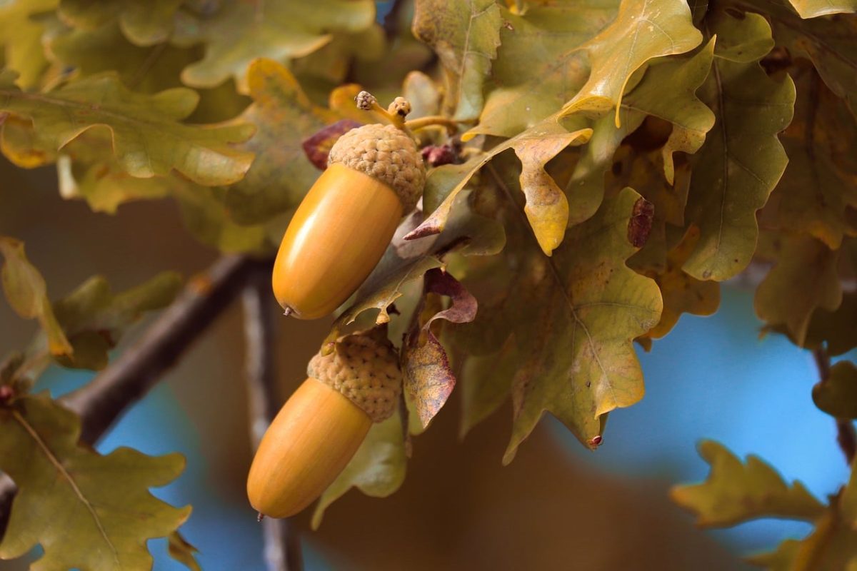 acorn, branches, leaves, autumn, tree, acorns on branch, autumn leaves, forest, nature, green leaves, ecological life, natural scenery, acorn season, yellow and brown leaves, oak tree, natural environment, ecological symbol, agriculture, ecological system
