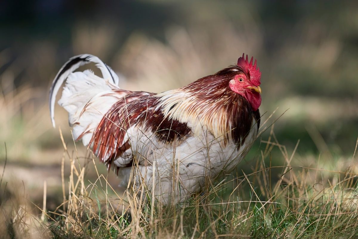 rooster, bird, feathers, nature, farm, grass, countryside, animal, colorful, portrait, comb, poultry, male, young rooster, barn, garden, green, agriculture, grassy