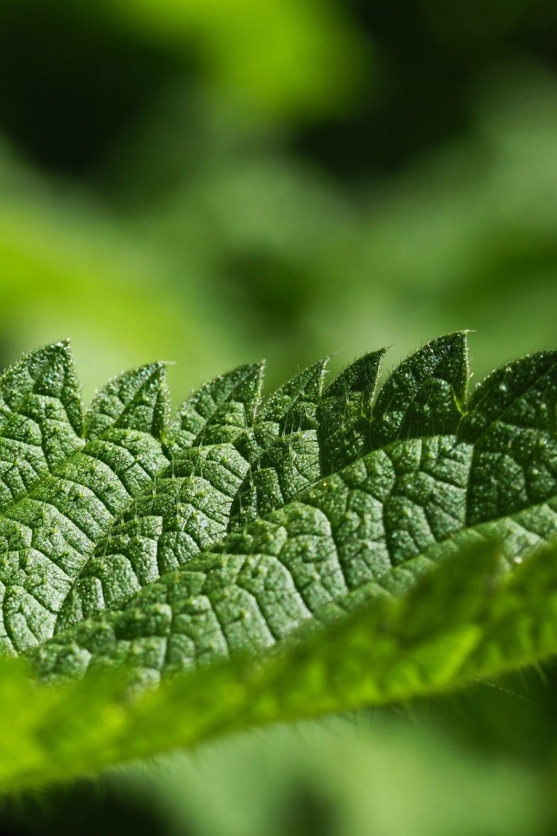 nettle, leaf, macro, pattern, green, nature, herbal, detailed, texture, vein, medicinal, cosmetic, garden, ecological, substance, natural, green plant, botany, delicate, nutrition, relief, sensory