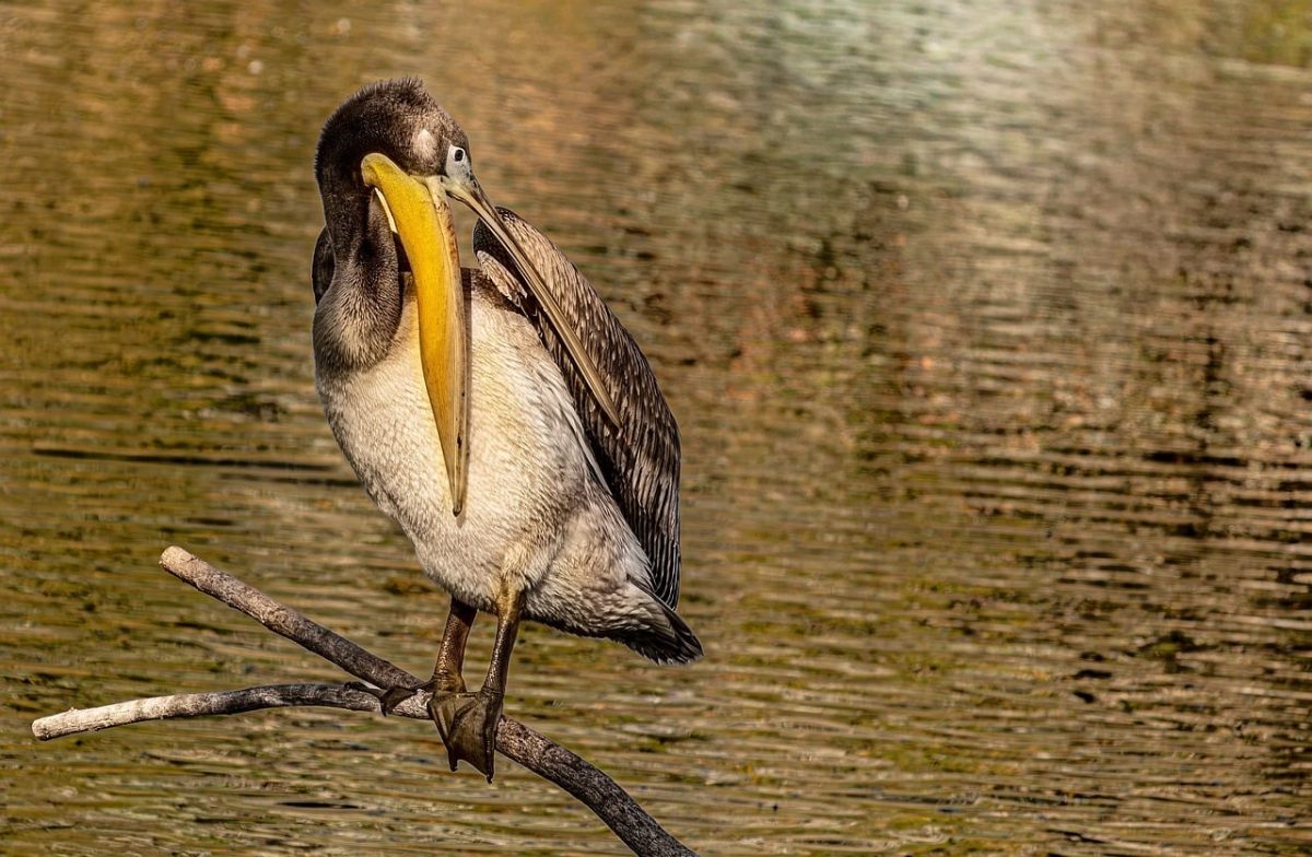 pelican, brown pelican, pelecanus occidentalis, water bird, large beak, feathers, preening, perching, branch, lake, wildlife, animal, nature, animal ecology, natural background, water ecosystem, dove-like bird, ecological significance, animal care, aquatic birds