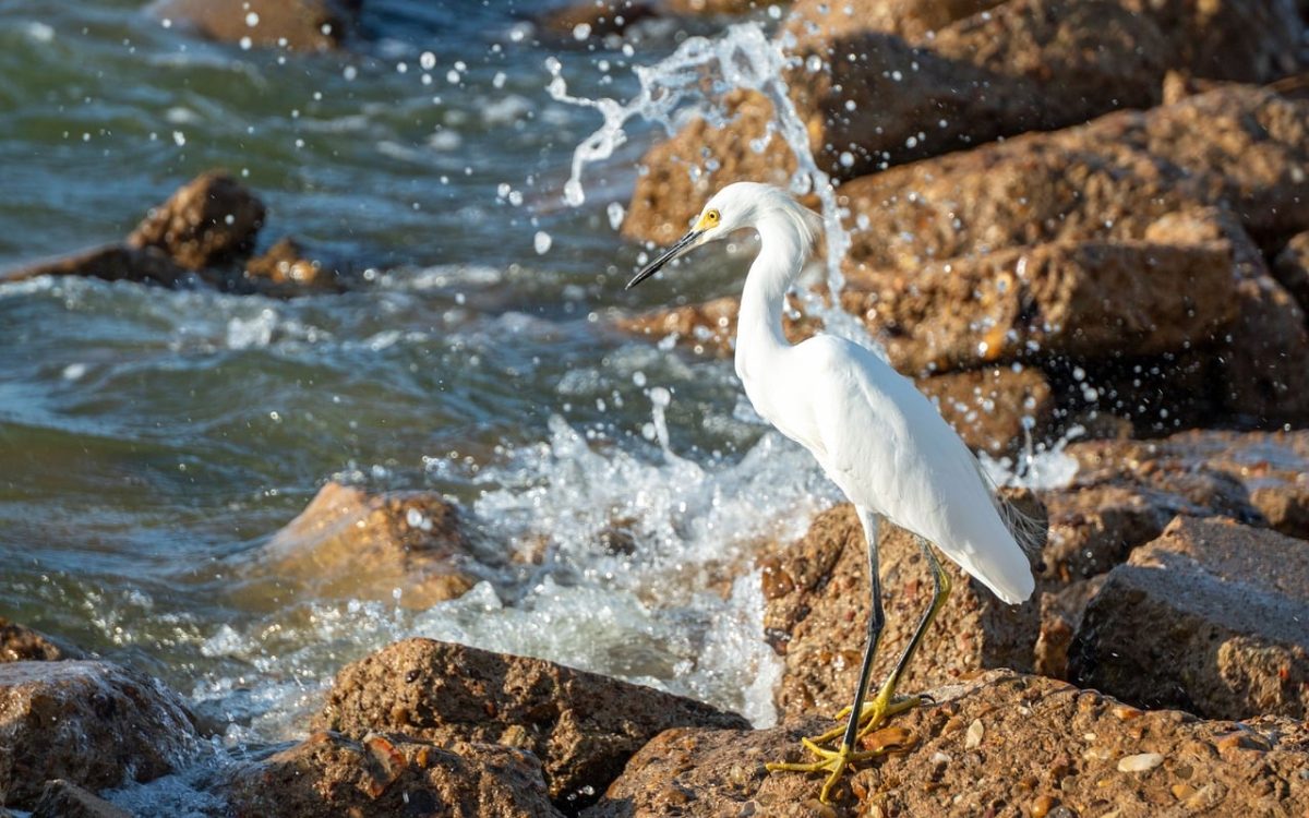 snowy egret, bird, wildlife, nature, water, rocky shore, ornithology, white color, summer season, rocks, splashing water, rocky background, wild bird, wings, fishing hunt, yellow feet, small quantity, outdoor scene, wave, biodiversity