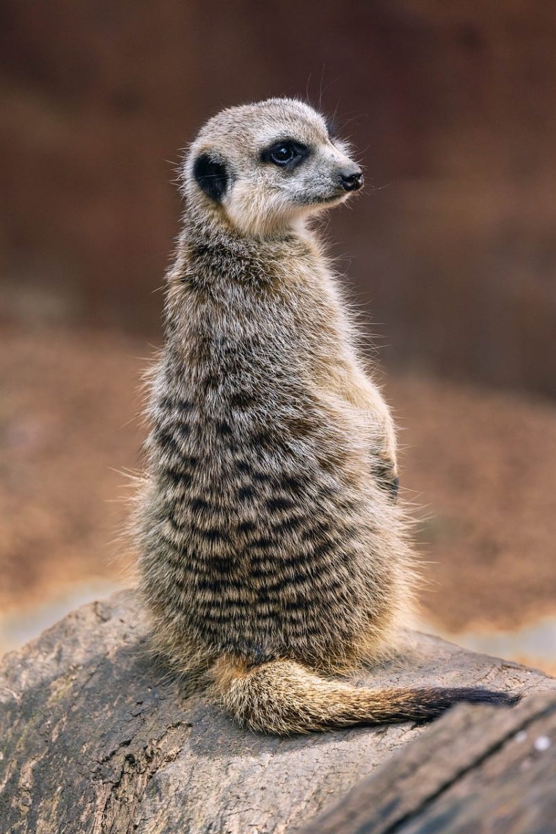 meerkat, mammal, zoo, africa, alert, predator, mongoose, animals, perth, curious, panorama, sand, winter, unruly, bright, position, nature, aware, wood, tones