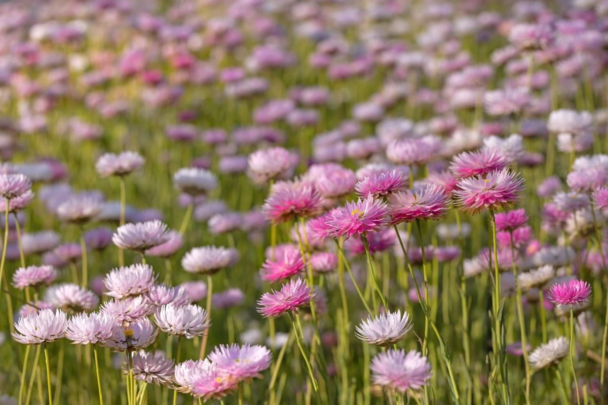 flowers, pink flowers, meadow, nature, flower field, summer flowers, diversity, variation, scenic, flower background, clarity, sunlight, pleasant view, season, flower wallpaper, bright colors, rural, daisy, field, countryside, beautiful flowers, natural beauty, blooming, pastel colors