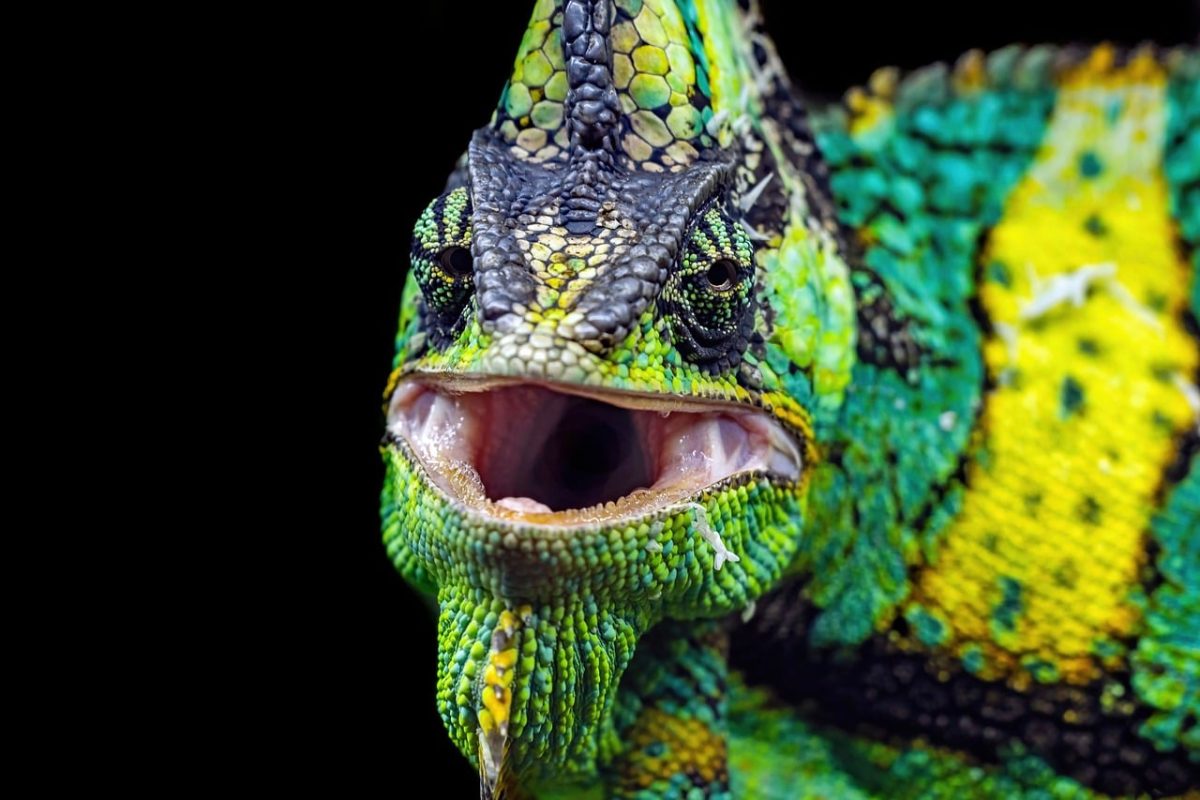 chameleon, wallpaper 4k, reptile, hd wallpaper, lizard, beautiful wallpaper, colorful, veiled chameleon, full hd wallpaper, mac wallpaper, zoo, green, yellow, close-up, wildlife, wallpaper hd, nature, animal, pattern, jungle, background, windows wallpaper, laptop wallpaper, 4k wallpaper 1920x1080, desktop backgrounds, free background, free wallpaper, pet, exotic, 4k wallpaper, cool backgrounds, vibrant, camouflage