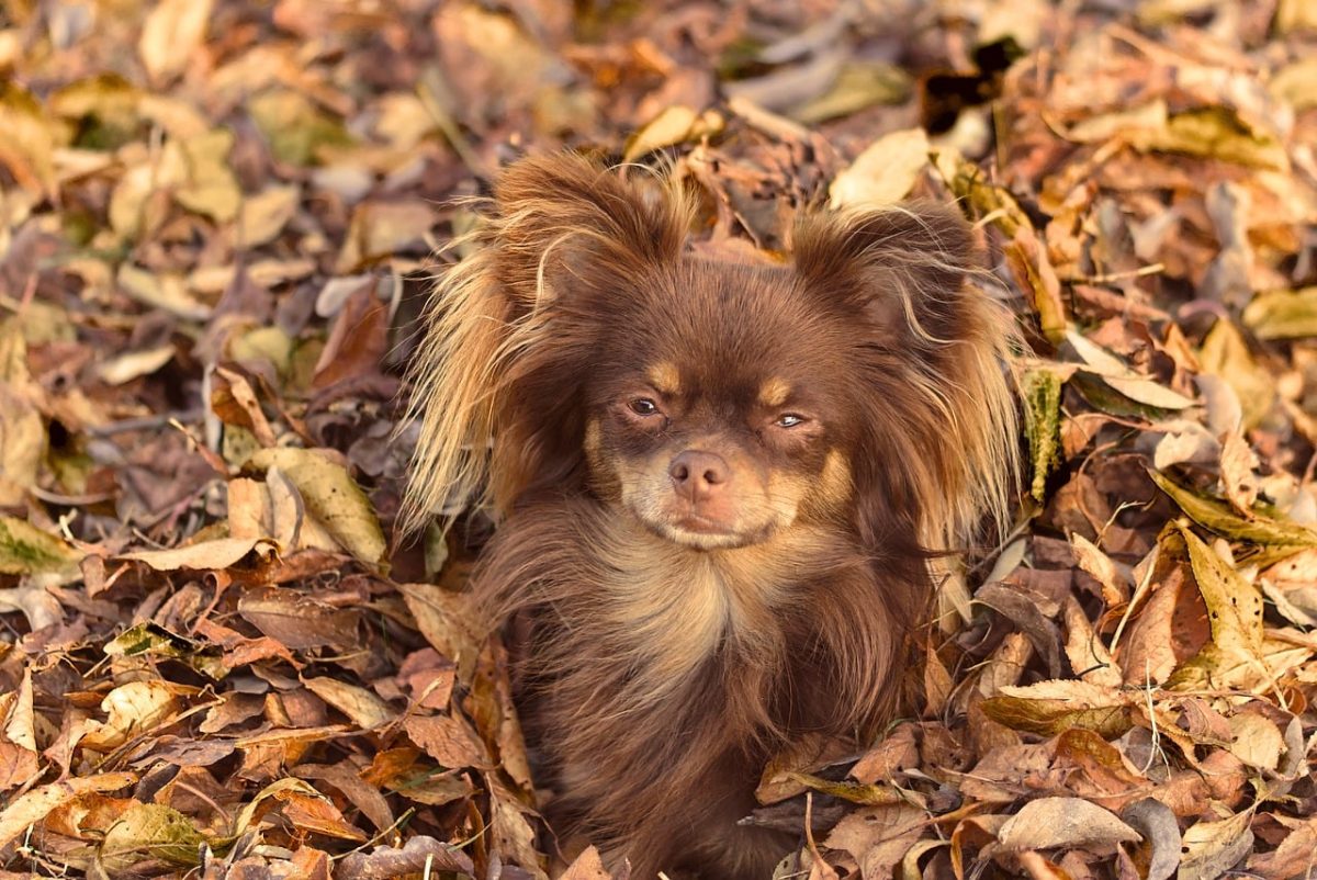dog, autumn, leaves, brown, nature, outdoors, cute, curious, ground, warm colors, fluffy, small, earth tones, cheerful, stuffed animal, expression, friend, playful, autumn landscape, puppy