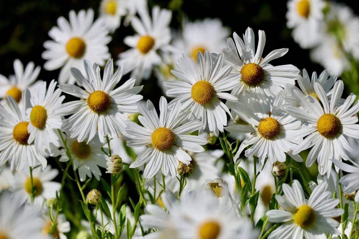 white flowers, nature, beautiful flowers, hd wallpaper, laptop wallpaper, garden, fresh, summer, sunny, 4k wallpaper 1920x1080, free wallpaper, flower, beautiful wallpaper, desktop backgrounds, yellow-white, romantic, background, decoration, free background, soft, blooming, wallpaper 4k, leaves, windows wallpaper, wallpaper hd, outdoors, flourishing, agriculture, details, flower wallpaper, cool backgrounds, stroll, mac wallpaper, full hd wallpaper, floral background, flower background, spätblühende, 4k wallpaper, margeriten