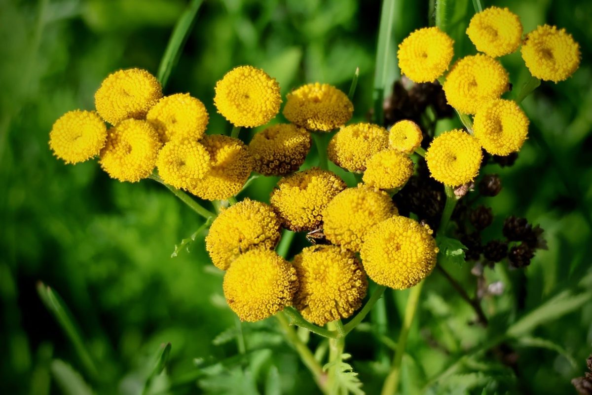 tansy, yellow flowers, summer flower, herb, summer, nature, detailed sprout, flora, outdoor flowers, garden, wildflowers, green background, botany, vibrant, nature photography, fresh, saturated color, soil, macro photography