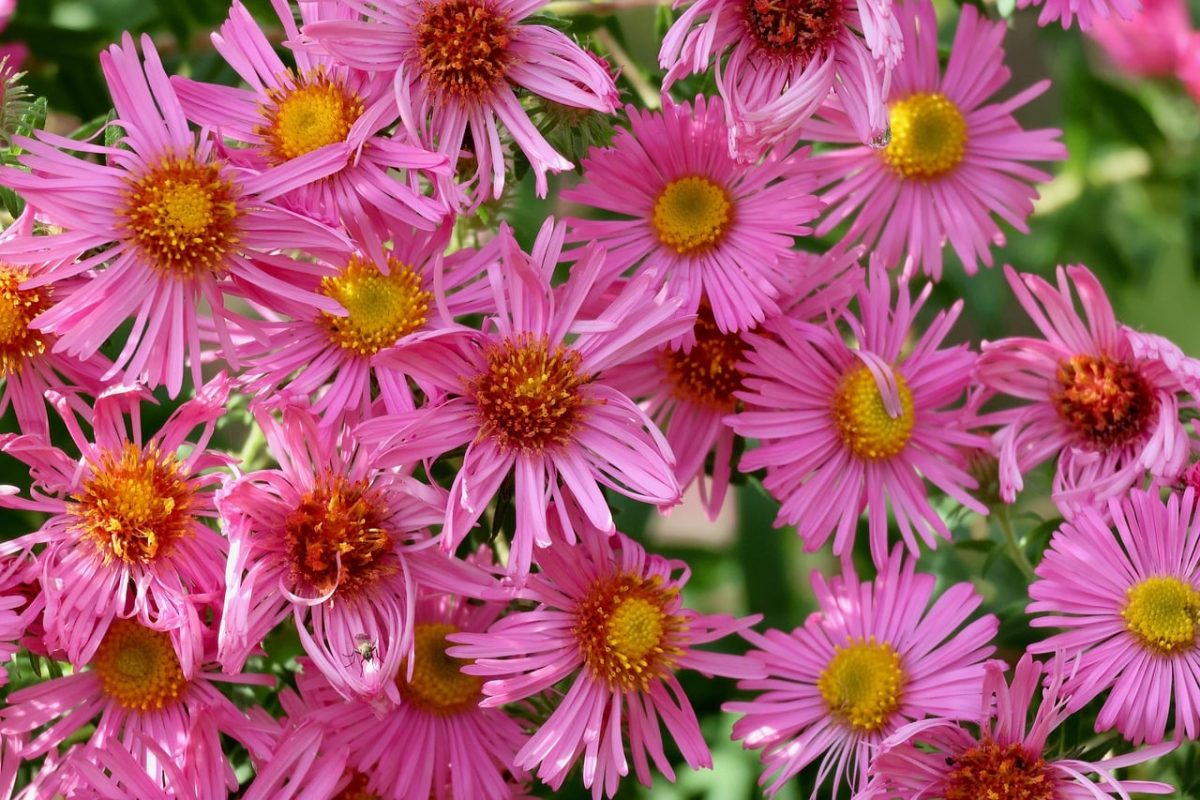 aster, pink flowers, inflorescence, nature, garden, summer, botany, natural beauty, wildflowers, blooming, countryside, delicate, flower, floral, detailed, environment, fresh, flower meadow, picturesque