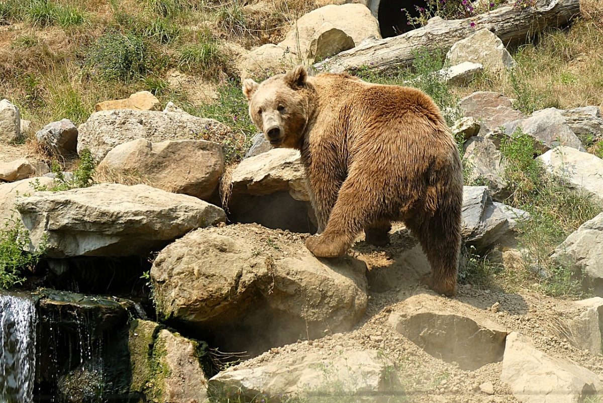 bear, brown bear, predator, dangerous, zoo, mammal, nature, nature park, fauna, nature photography, france, normandy, fur, rocks, landscape, stones, wildlife, solitary, forest, natural habitat