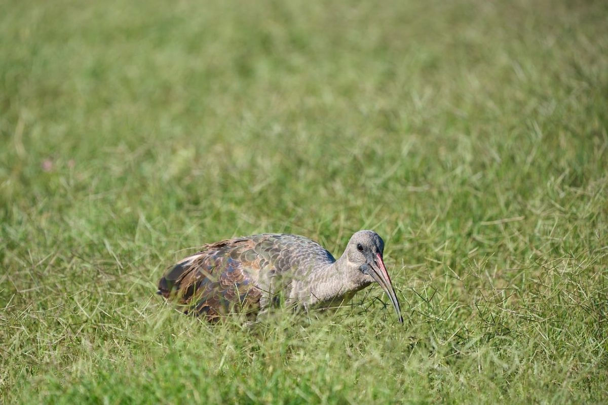 bird, ibis, field, beak, green, grass, wildlife, nature, camouflage, shot, feathers, reeds, animal, habitat, unique, zoology, long-billed, foraging, zoom, balancing