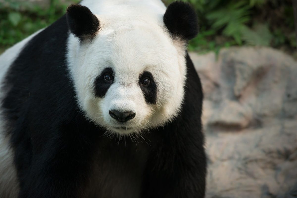 panda, bear, asian, black and white, nature, bamboo, forest, young, savannah, zebra, conservation, giant panda, mammal, vegetarian, protection, peaceful, endemic, zoo, protective