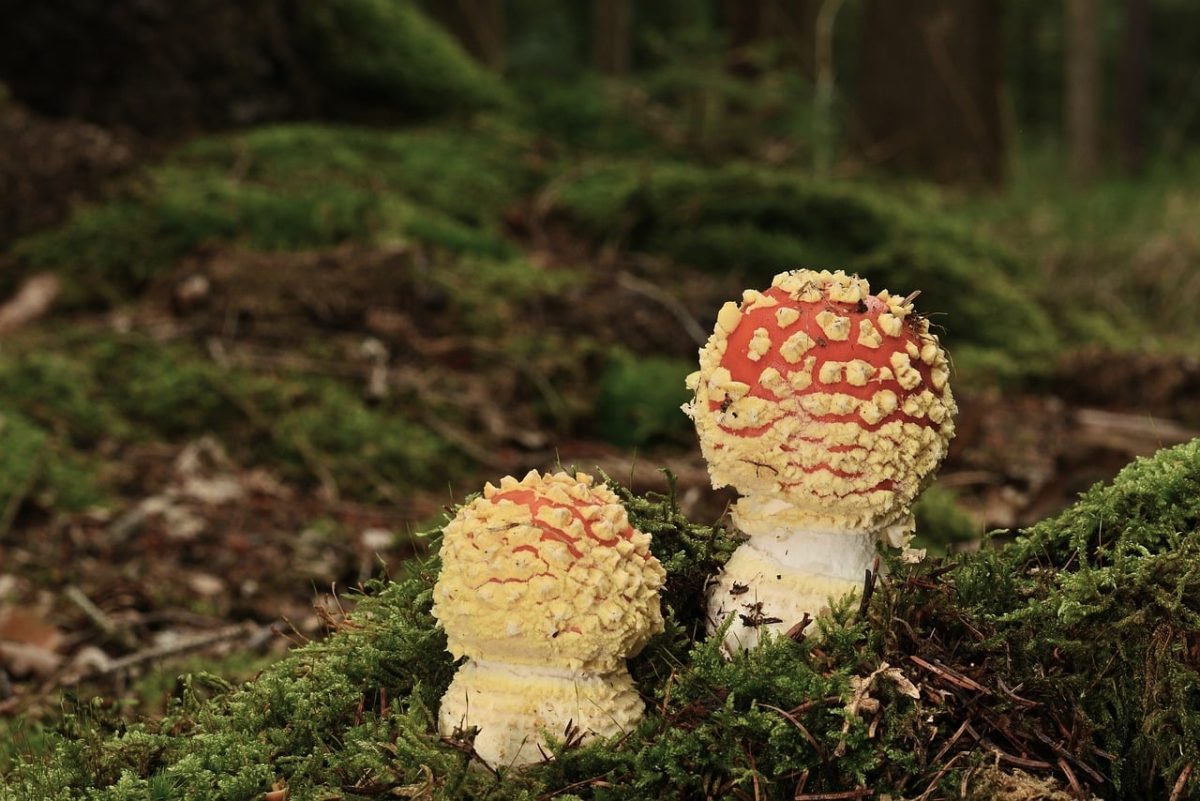 fly agaric, poisonous, forest, moss, mycology, nature, autumn, soil, macro, ecosystem, biology, mushroom, mycelium, details, flora, wood, red, forest floor, organic, cluster