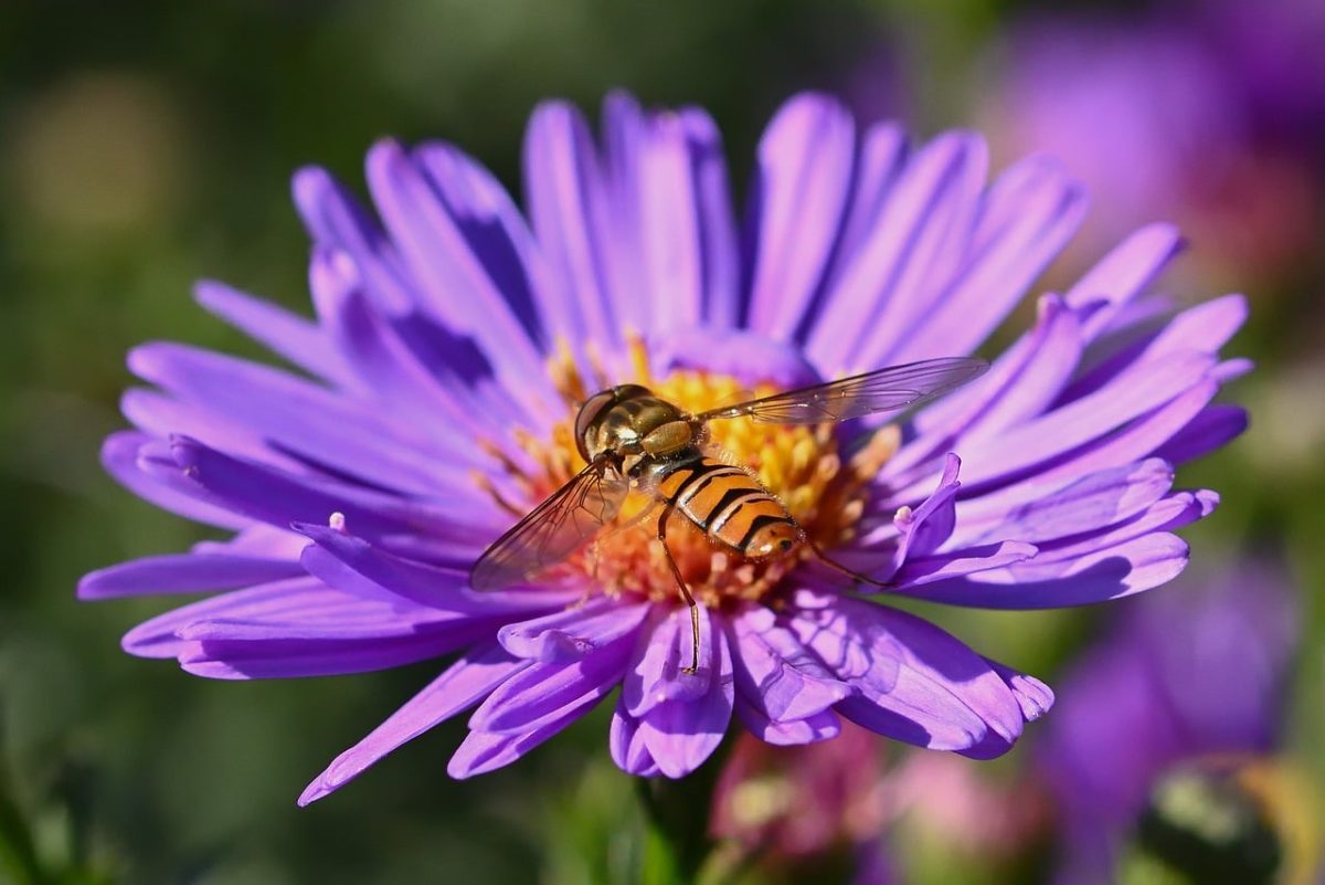 garden, asters, flower background, flower wallpaper, flower, autumn, insect, nature, violet, macro, hoverfly, wings, pollen, detail, beautiful flowers, vibrant, bright, horticulture, photography, beauty, pollination