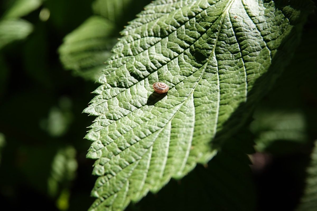 leaf, green, snail, nature, macro, close-up, animal, plant, forest, organism, mollusk, shadow, surface, sunlight, texture, environment, small, preserve, beauty, environmental conservation